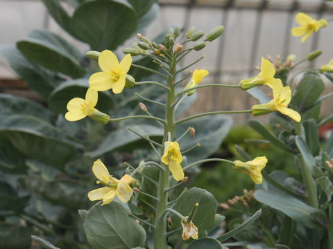 Brassica oleracea var. gemmifera