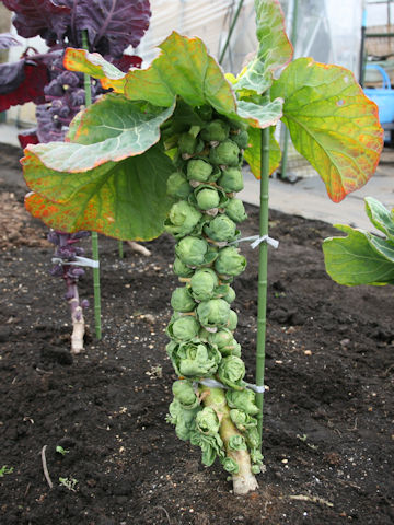 Brassica oleracea var. gemmifera