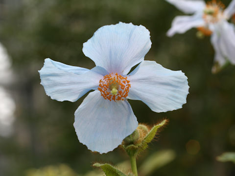 メコノプシス ベトニキフォリア Meconopsis Betonicifolia