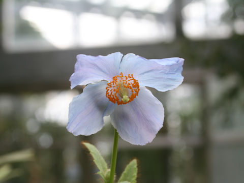 メコノプシス ベトニキフォリア Meconopsis Betonicifolia