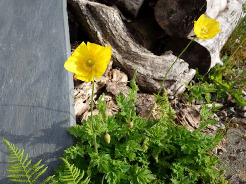 Meconopsis cambrica