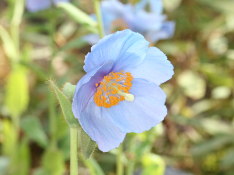 Meconopsis grandis