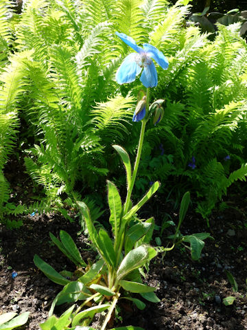 Meconopsis grandis