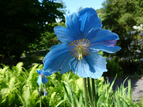 Shu Homepage メコノプシス グランディス Meconopsis Grandis