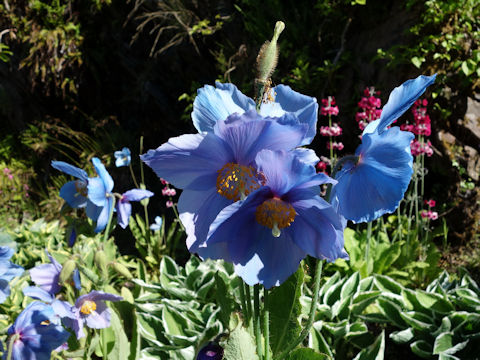 Meconopsis grandis