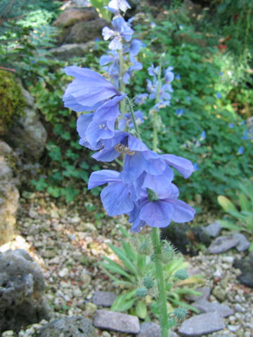 Meconopsis horridula