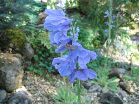 Meconopsis horridula