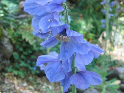 Meconopsis horridula