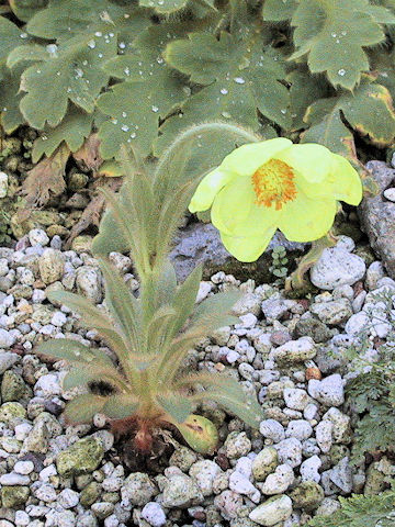 Meconopsis integrifolia