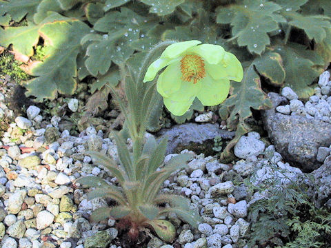 Meconopsis integrifolia