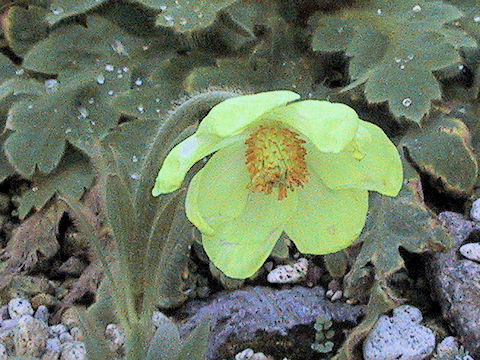 Meconopsis integrifolia