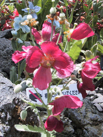 Meconopsis napaulensis