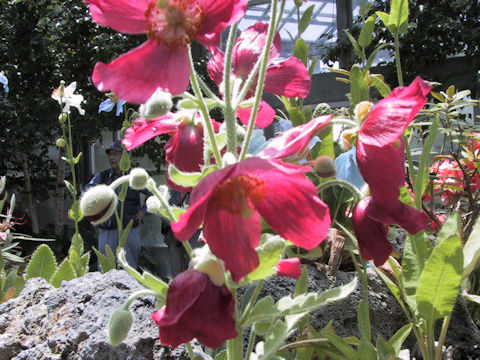 Meconopsis napaulensis