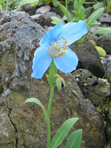 Meconopsis x sheldonii