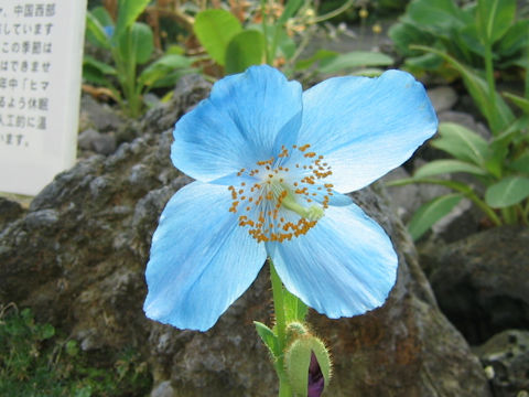 Meconopsis x sheldonii