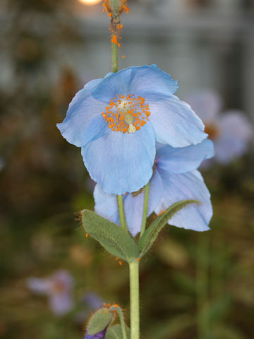 Meconopsis x sheldonii