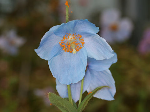 Meconopsis x sheldonii