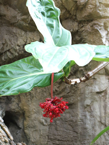 Medinilla coccinea