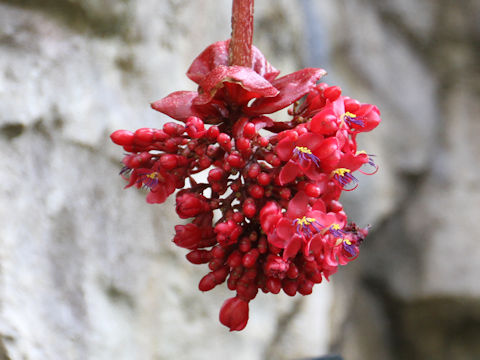 Medinilla coccinea