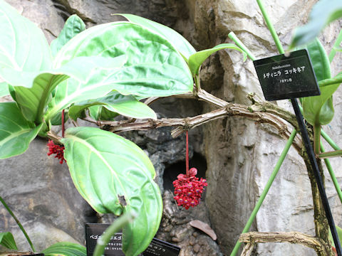 Medinilla coccinea