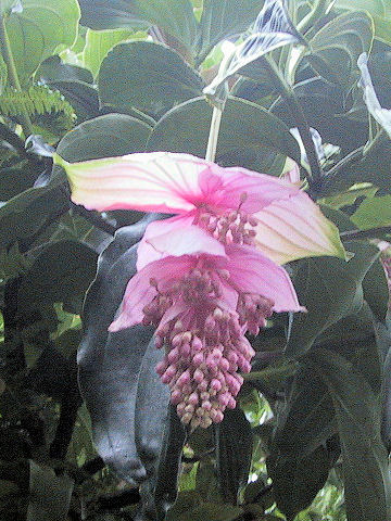 Medinilla magnifica