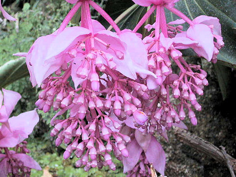 Medinilla magnifica