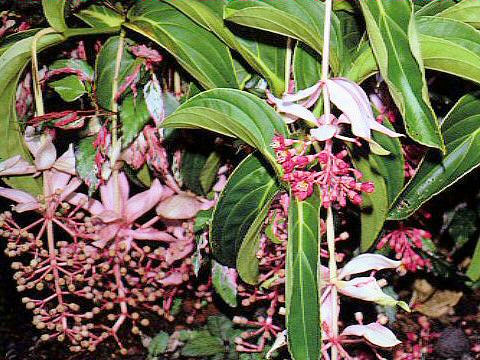 Medinilla magnifica