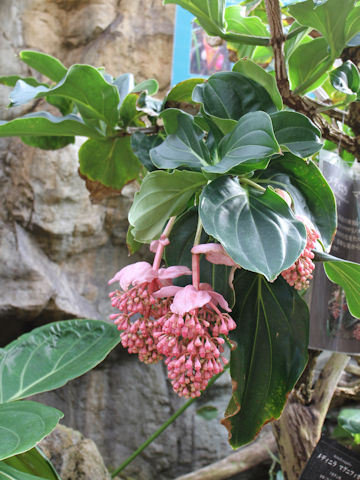 Medinilla magnifica