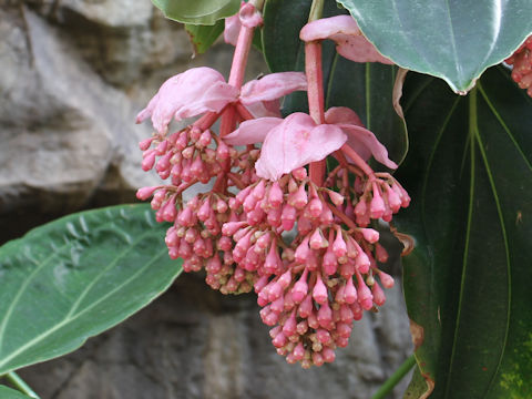 Medinilla magnifica