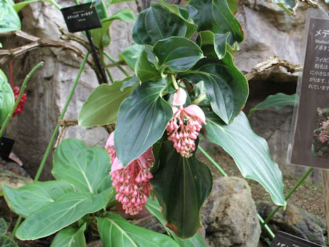 Medinilla magnifica