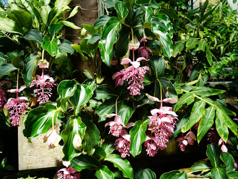 Medinilla magnifica