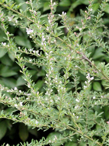 Lespedeza juncea var. subsessilis