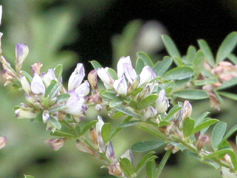 Lespedeza juncea var. subsessilis