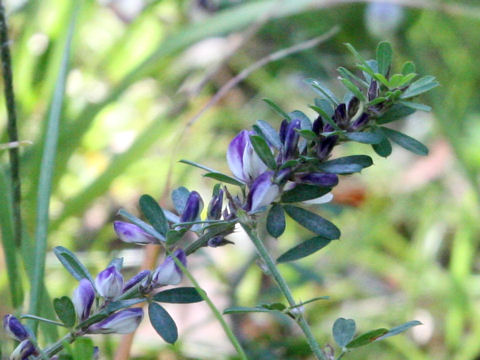 Lespedeza juncea var. subsessilis