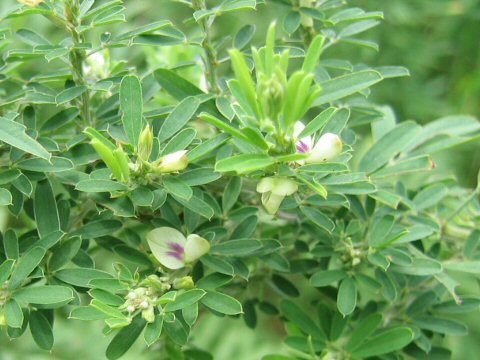 Lespedeza juncea var. subsessilis