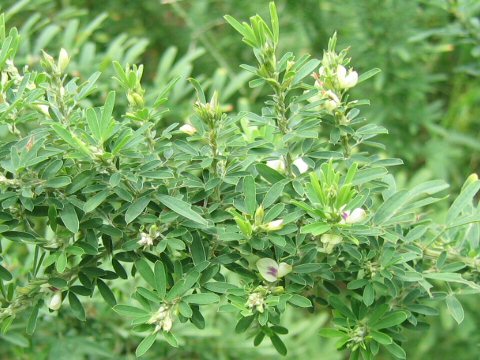 Lespedeza juncea var. subsessilis