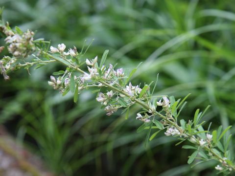 Lespedeza juncea var. subsessilis