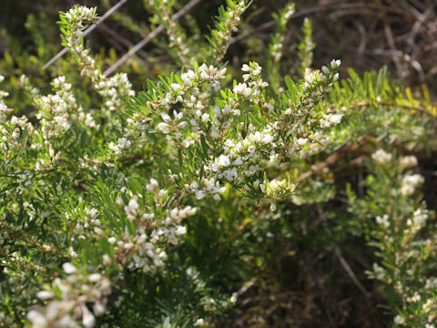 Lespedeza juncea var. subsessilis