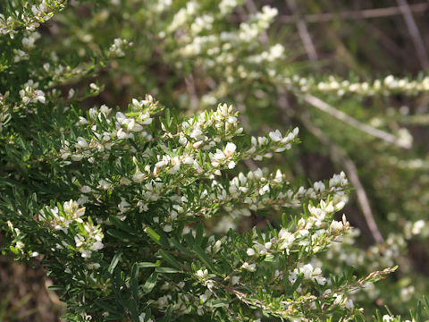 Lespedeza juncea var. subsessilis