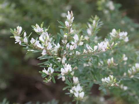 Lespedeza juncea var. subsessilis