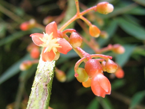 Medinilla scortechinii