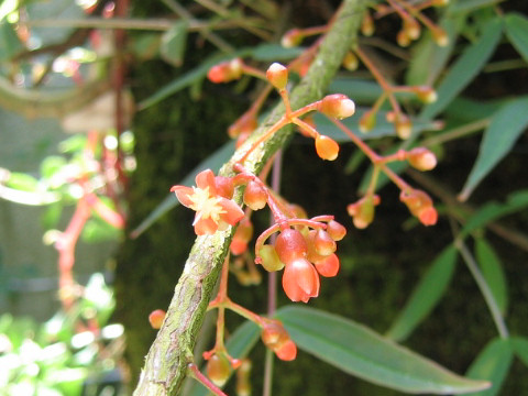 Medinilla scortechinii