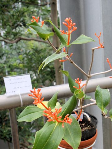 Medinilla scortechinii