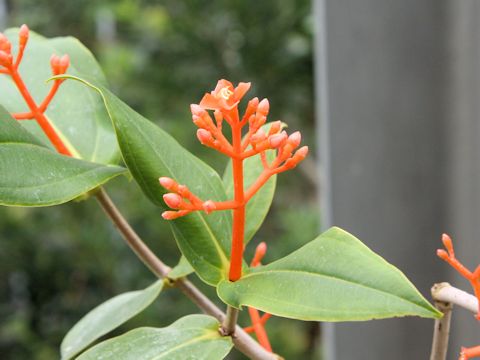 Medinilla scortechinii