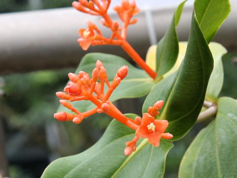 Medinilla scortechinii