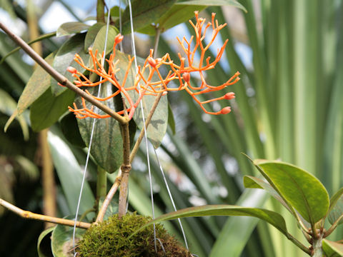 Medinilla scortechinii