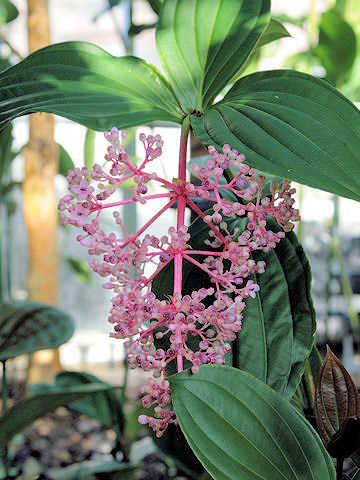 Medinilla speciosa