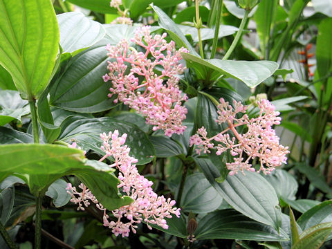 Medinilla speciosa