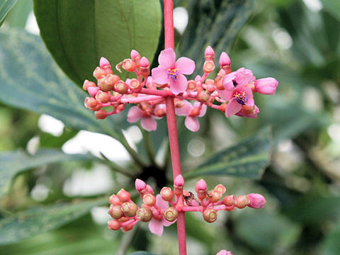 Medinilla speciosa