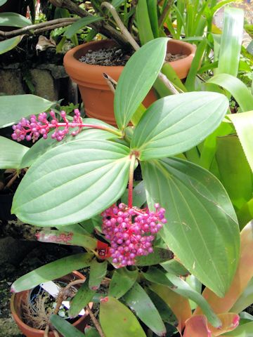 Medinilla speciosa